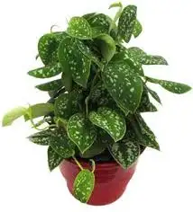 images (15).webp