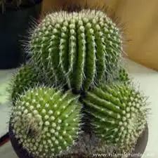 images (16).webp