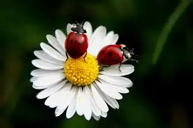 images-19.webp