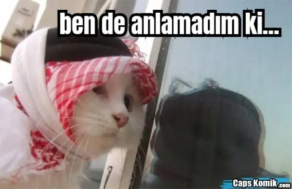 images (41).jpeg