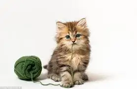 images-5.webp