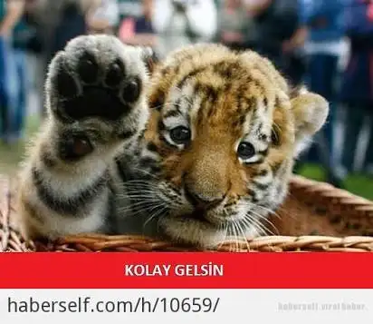 images (7).webp