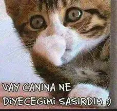 images (84).jpeg