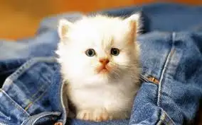 images.webp