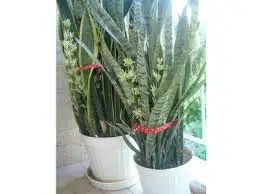images.webp