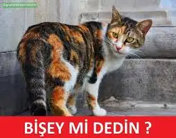 images.webp