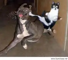 images.webp