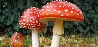 images.webp
