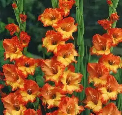 images.webp