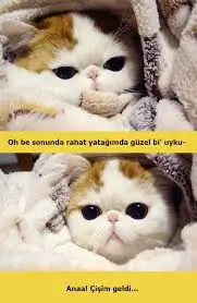 images.webp