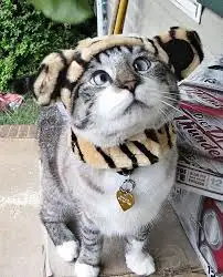 images...webp