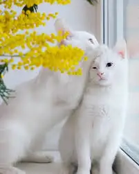 images7D9FQNQC.webp