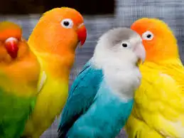 imagesFE7QWR6V.webp
