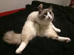 imagesJS8G4AMH.webp