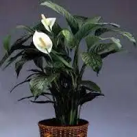 imagesR3592D76.webp