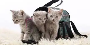 imagesRN4KVEQ7.webp