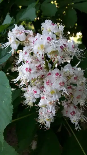 IMG-20160506-WA0012.webp