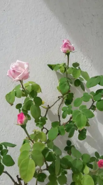 IMG-20160513-WA0014.webp