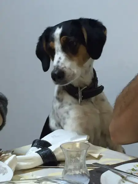 IMG-20170121-WA0002.webp
