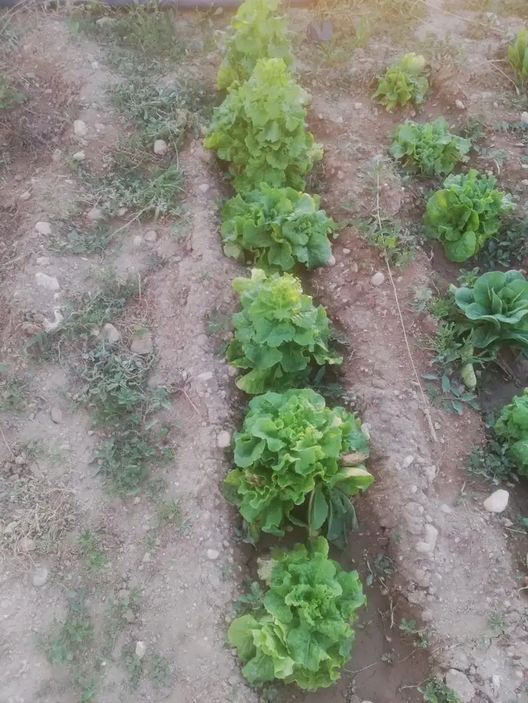 IMG-20190706-WA0041.webp