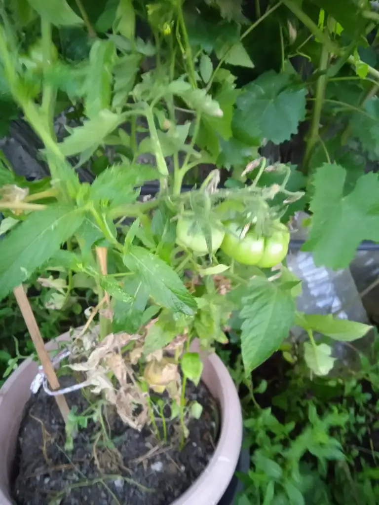 IMG-20240621-WA0019.webp