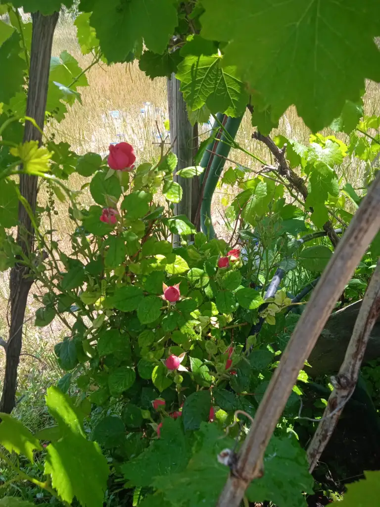 IMG-20250608-WA0032.webp