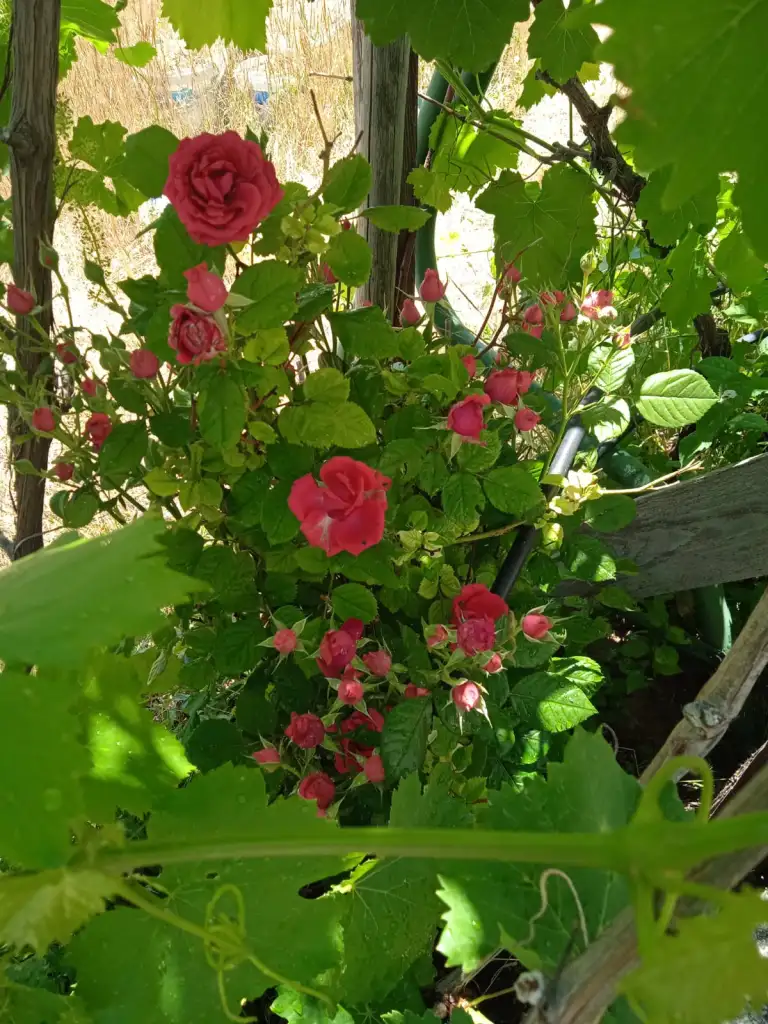 IMG-20250617-WA0036.webp