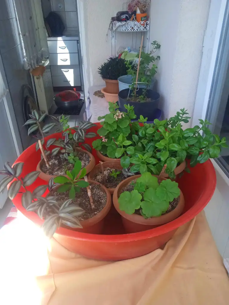 IMG-20250903-WA0007.webp