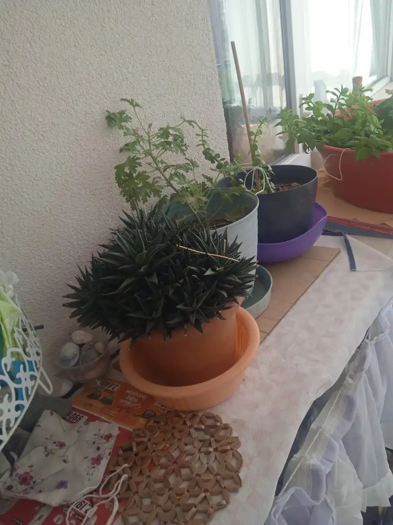 IMG-20250903-WA0009.webp