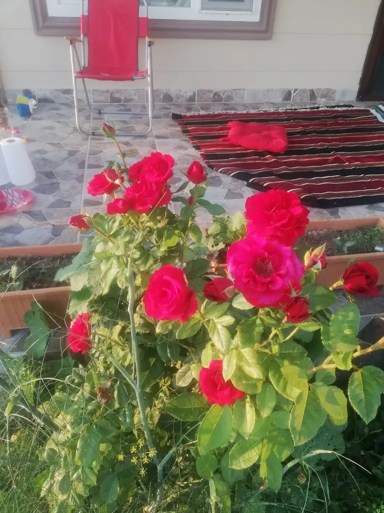 IMG_20190706_194141.webp