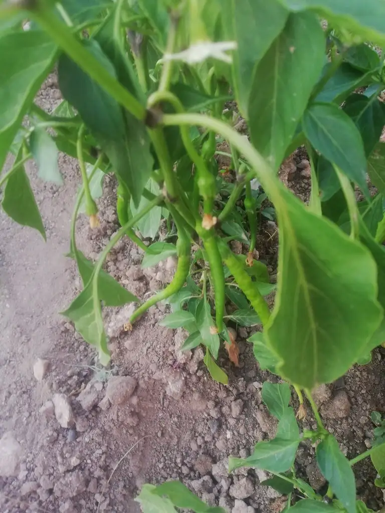 IMG_20190706_194720.webp