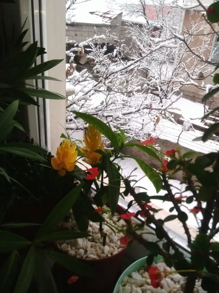 IMG_20191205_153538.webp
