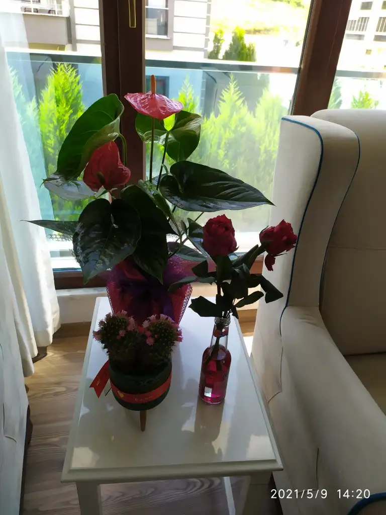 IMG_20210509_142054.webp