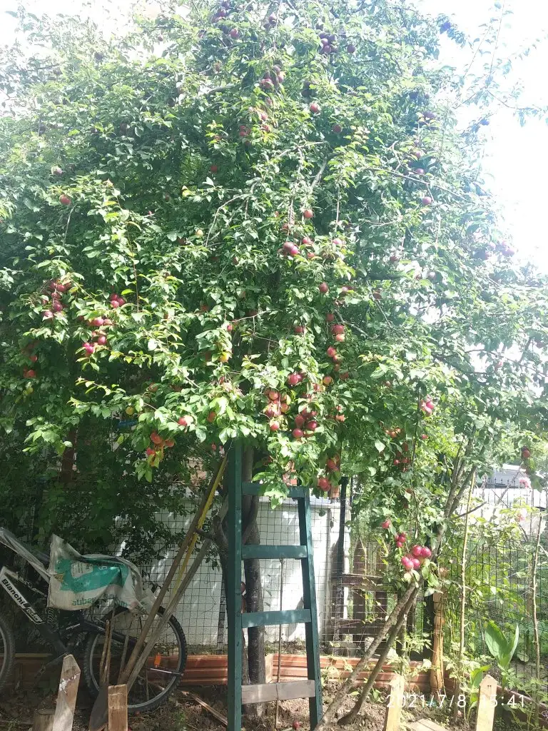 IMG_20210708_154112.webp