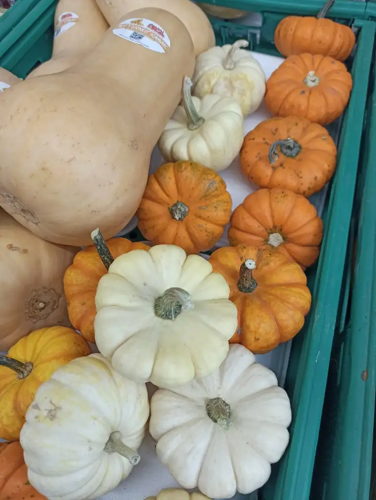 IMG_20221017_115725.webp