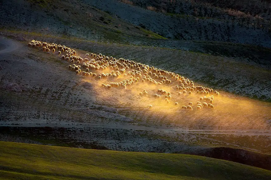 In-morning-light-950__880.webp