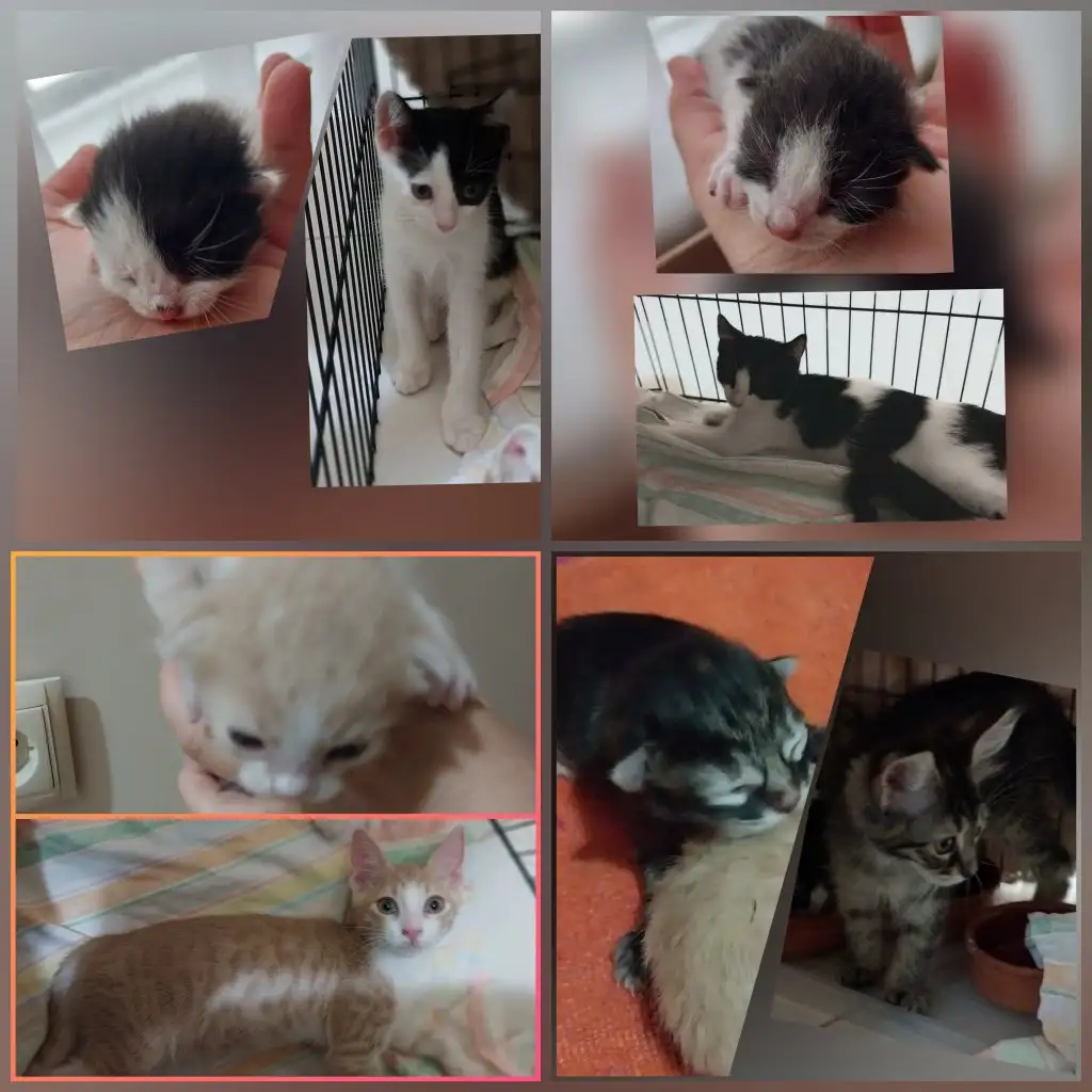 InCollage_20220829_194353933.webp