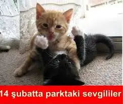 indir (1).webp