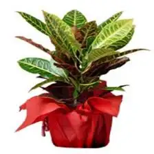 indir (3).webp