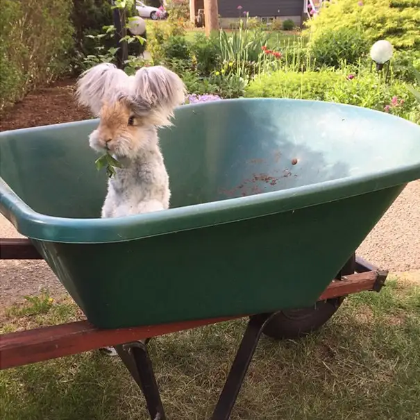ingiliz-angora-wally-1.webp