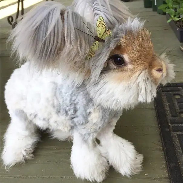 ingiliz-angora-wally-2.webp