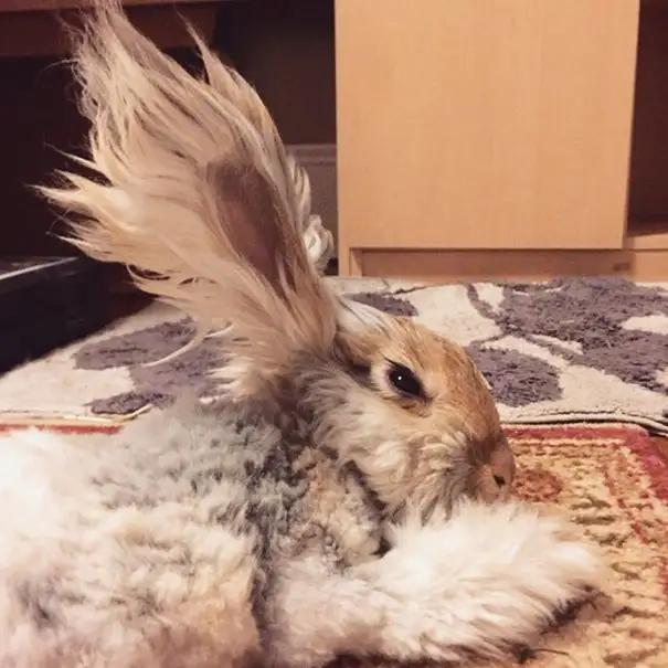 ingiliz-angora-wally-3.webp