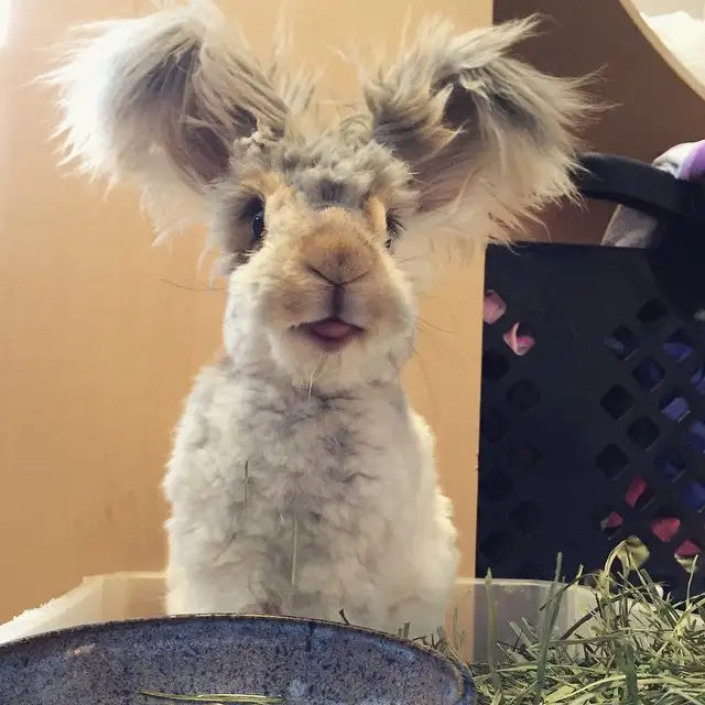 ingiliz-angora-wally-4.webp
