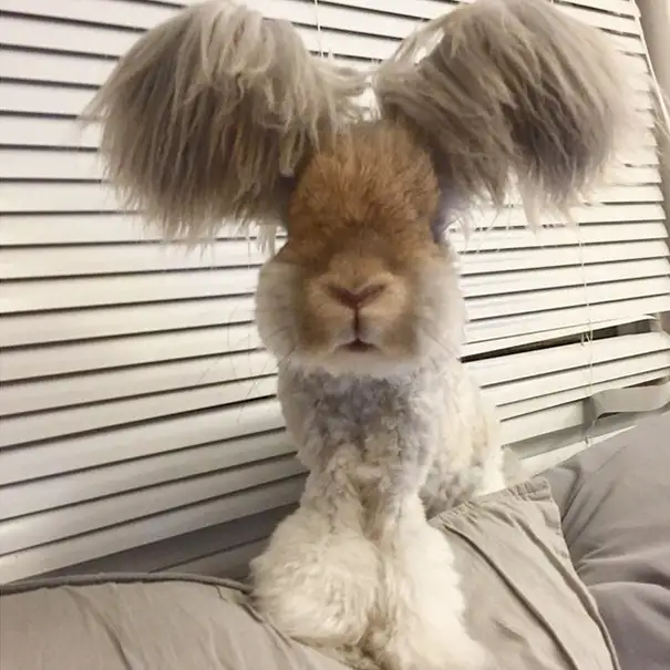 ingiliz-angora-wally-5.webp