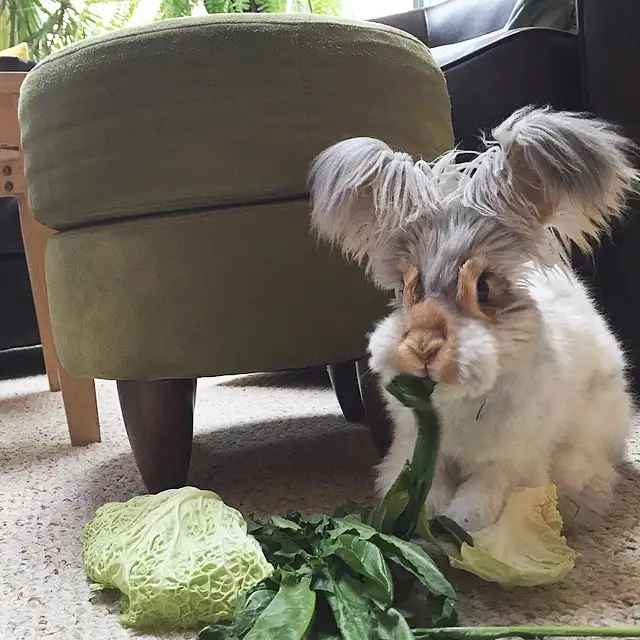 ingiliz-angora-wally-6.webp