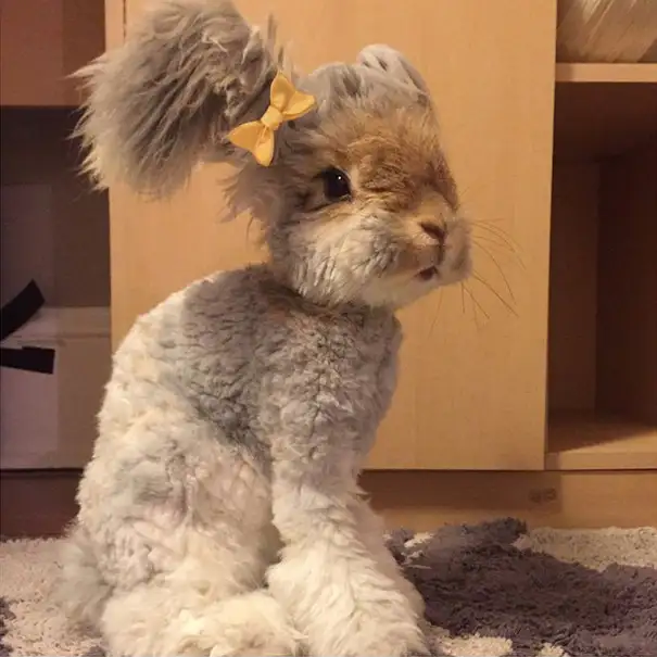 ingiliz-angora-wally-7.webp
