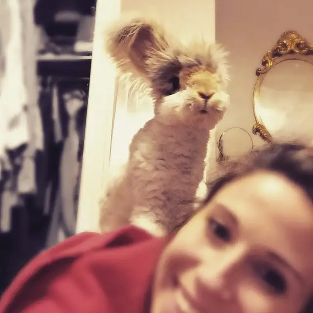 ingiliz-angora-wally-8.webp