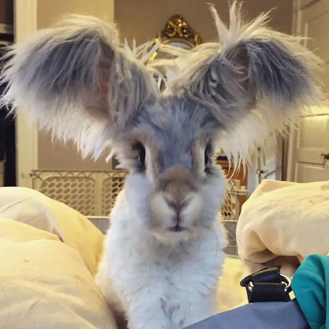 ingiliz-angora-wally.webp