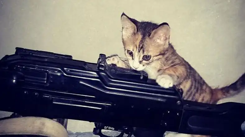 isid_kedi.webp