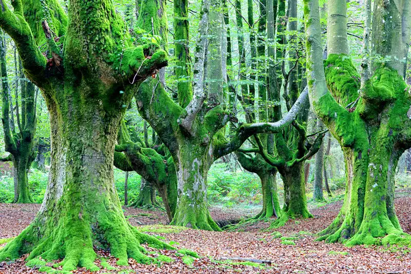 ispanya-nın-gorbeia-doğal-parkı.webp